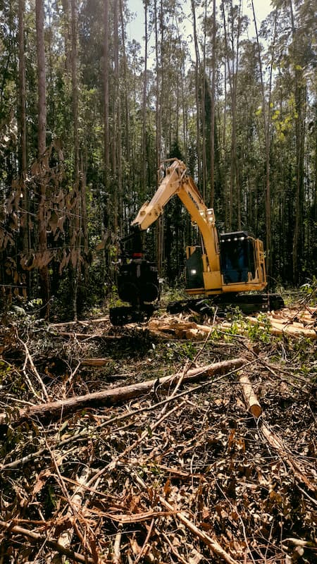 Land clearing equipment removing dense brush and vegetation from an overgrown property