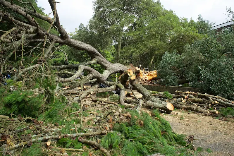Emergency Tree Removal a residential property in Spartanburg, South Carolina