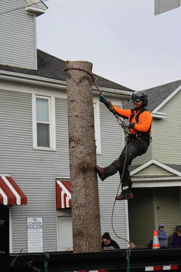 Tree removal worker removing a large tree trunk in sections near residential buildings