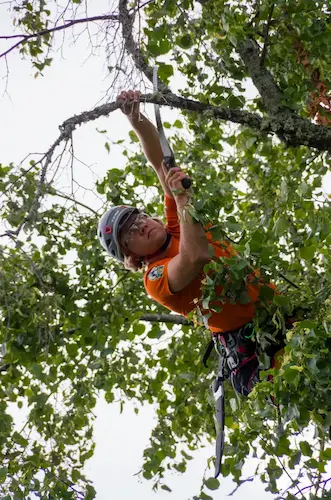 Tree trimming near a residential property in Spartanburg, SC